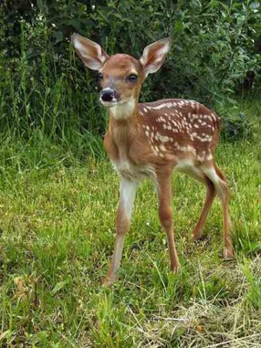 Velvet Antler Health Benefits